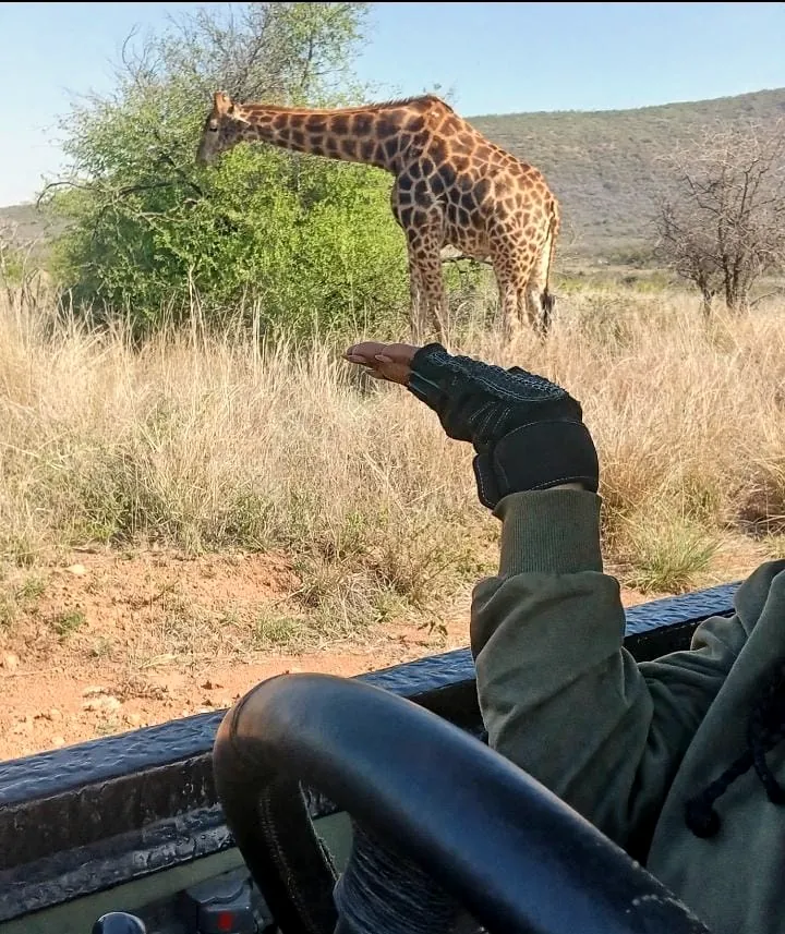 A guide points out a giraffe from the game vehicle