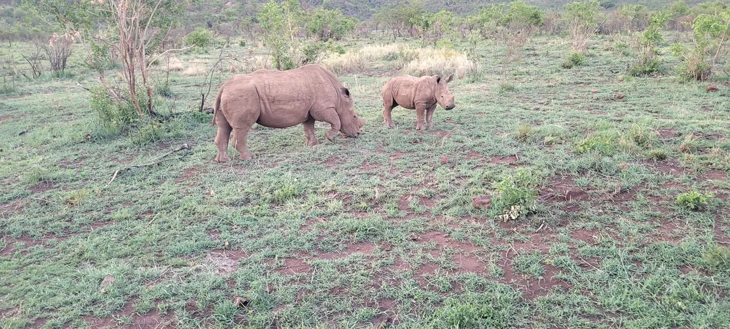 White rhino and calf