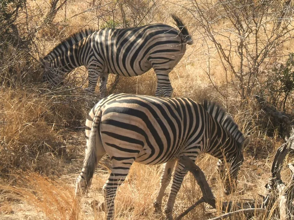 Zebra grazing
